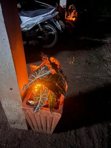 SolarGlow™ LED Outdoor Lights – Auto-On Waterproof Garden Lamps x 4 photo review